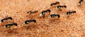 Ants also greet other invertebrates such as spiders and millipedes to their nest which is highly unlikely in other insects. Ant Lifespan What Is The Average Lifetime For Ants Control
