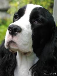 And how the veteran dogs are doing in field trials with the latest news in the brags section. 11 Springer Spaniel Puppies Ideas Springer Spaniel Spaniel Puppies Spaniel