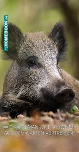 Kann Man Wildschweine Aus Dem Garten Vertreiben Wildschwein Schwein Wild