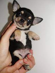 Before a puppy goes on euro puppy we check the living conditions, inspect every puppy, and ensure good breeding practices are adhered to. Black And Tan Chihuahua Puppy Chihuahua Puppies Cute Chihuahua Cute Baby Animals