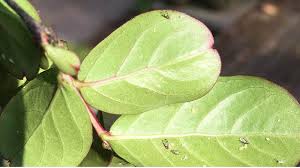 The crape myrtle tree gives a classic sign that summer is here as the tree bursts into bloom with huge, colorful flowers. Crape Myrtle Aphids Turn Trees Black Are They Bolstered By Mosquito Sprays Ecoipm
