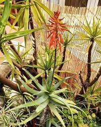 Image result for Aloe arborescens