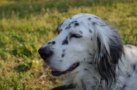 Image result for anglický setr lawerak