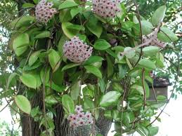 Hoya Carnosa Wax Plant Plants Hoya Plants Colorful Plants