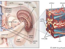 Your body organs range from your brain, heart, liver, skin, lungs, kidneys, intestines, stomach, bladder, etc. Spleen Description Anatomy Function Britannica