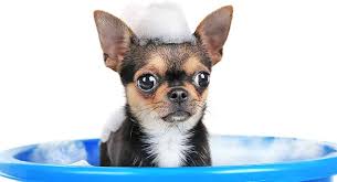 Baby shampoo is the only safe alternative where human shampoo is concerned, unless you use a shampoo specifically formulated for dogs. Best Shampoo For Chihuahua Dogs From Standard Shampoo To Skin Sensitive