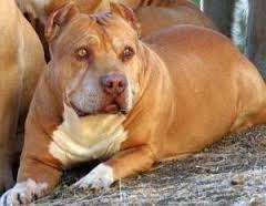 Daddy He Was A Pitbull Staffy Cross Beautiful Dog American Pitbull Terrier Pitbull Terrier Dogs