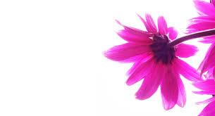 45 pink wallpapers hd download free pixelstalk net 45 pink wallpapers hd download free