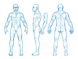 Male Anatomy Orthographics Human Anatomy Drawing Human Figure Drawing Figure Drawing