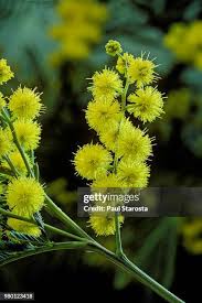 Image result for Acacia dealbata