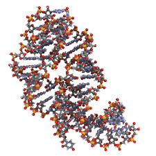 Check spelling or type a new query. Mrna Sequence Call The Messenger Udemy Blog