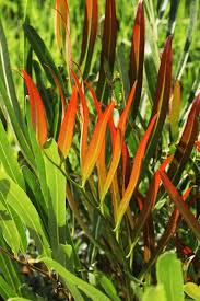 Image result for Acrostichum