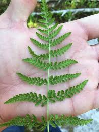 Image result for Woodsiaceae