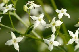 Check out inspiring examples of sanziene artwork on deviantart, and get inspired by our community of talented artists. R S Sanziene Albe