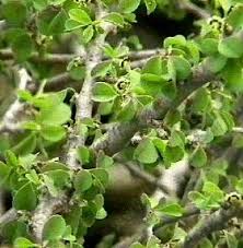 Image result for Euphorbia serratifolia