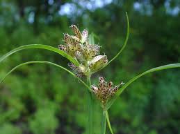 Image result for Cyperus nduru