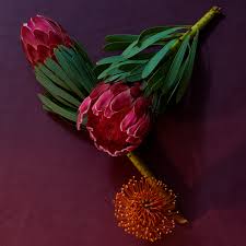 Image result for Protea