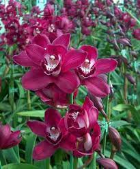 Cymbidium Lady Fire Red Angelica Orchid Flowers