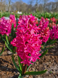Image result for Hyacinth Red 2016 B