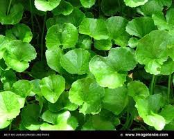 Benefits Of Blending Ginkgo And Guto Kola Thai Herbal Remedies Herbal Tea Benefits Herbalism Herbal Medicine