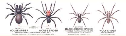 Spider Identification Chart Venomous Or Dangerous