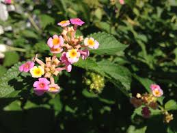 Maybe you would like to learn more about one of these? Plants Poisonous To Pets Gardening In The Panhandle