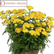 Image result for Achillea millefolium