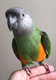 Tessa Is A 4 Year Old Female Senegal She Is A Wonderful Girl Who Is Curious And Looks To Interact Primarily With Men She Loves Sp Pet Birds Parrot Pet Parrot