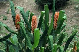 Image result for Rhipidoglossum densiflorum