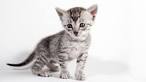 Egyptian Mau cats & kittens for sale price list. Best ...