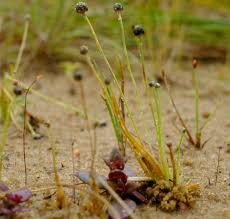 Image result for Eriocaulon maronderanum
