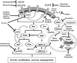 Ebook ini akan membantu anda melakukan itu semua. Emerging Targeted Therapies In Triple Negative Breast Cancer Annals Of Oncology