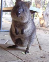 Do quokkas really throw their babies? Quokka Dot Painting Novocom Top