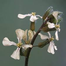 Image result for Rhaptopetalum roseum