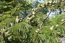 Image result for Libidibia coriaria