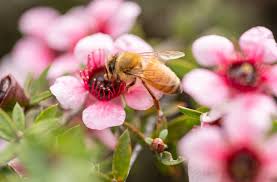 We did not find results for: Pollination Pollinators Manaaki Whenua