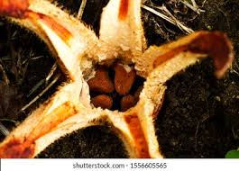 Image result for Hydnoraceae