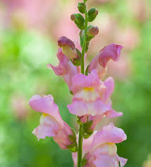 Image result for Antirrhinum