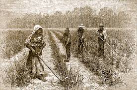 It can also be obtained by farming wheat seeds using a garden. Riches To Ruin Pharaohs Of The New World S C Sea Grant Consortium