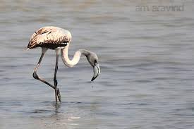 Birdman On Twitter Bird Pic Of The Day Greater Flamingo Juvenile At Sriharikota Poo Naarai In Tamil Http T Co Tamlogq1tt For a meaning of the name naarai, nobse study bible name list reads pleasantness of yahweh, which is difficult to defend. birdman on twitter bird pic of the