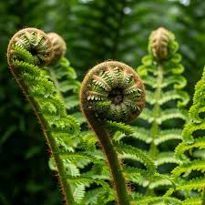 Image result for Polypodiaceae