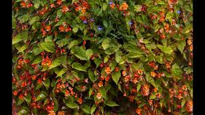 Image result for Begonia sutherlandii