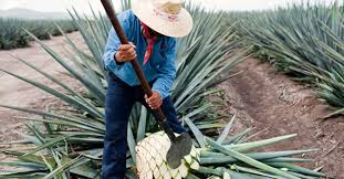That is, unless you are sitting next to one while sipping on some joven. Our Craft What Is Tequila Made From How Is Tequila Made Don Julio