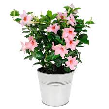 Dipladenia is an intriguingly bushy plant with an unusual, downward growth habit. Gardenline Dipladenia Lavendel Aldi Sud