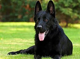 Puppies are solid black and black sable puppies will be excellent protection and family dogs. South Florida Shepherds Breeder Of German Shepherd Dogs And Puppies Germanshepherd Black German Shepherd Black German Shepherd Dog German Shepherd Puppies
