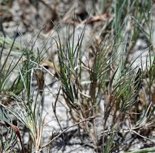 Image result for Sporobolus ioclados