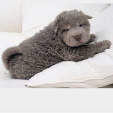 Adorable Long Haired Shar Pei Baby Animals Cute Baby Animals Cute Dogs