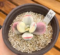 Image result for Cotyledon orbiculata