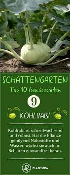 30+ gemüse, das im schatten wächst. Gemuse Fur Den Schatten Unsere Top 10 Ubersicht Plantura Schattengarten Gartenarbeit Fur Anfanger Gefulltes Gemuse