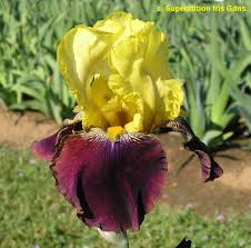 Eenvoudig iris germanica online bestellen bij tuincentrum koeman. Tbblatant Tbathrue Iris Wiki
